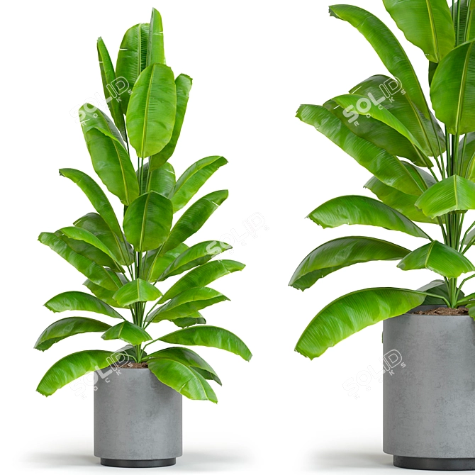 Corona Render Plant Models Pack 3D model image 1