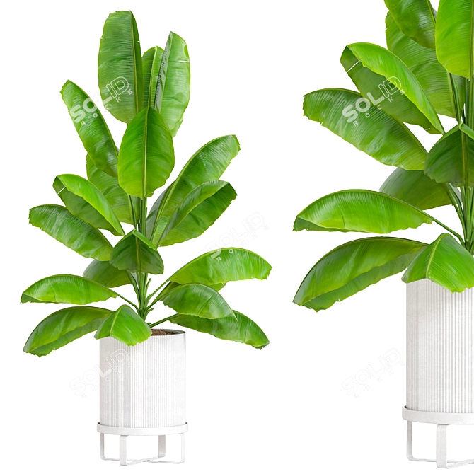 Corona Plant Collection 3D Models 3D model image 1