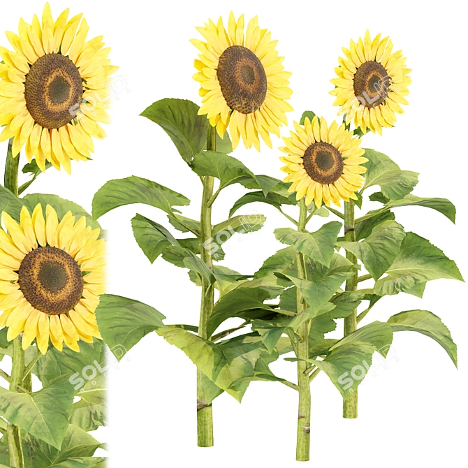  3D Sunflowers Model Collection 3D model image 1