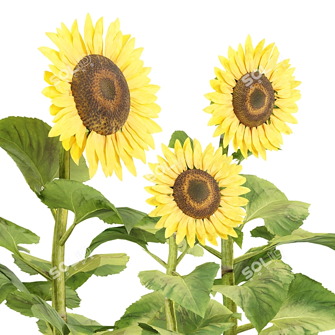  3D Sunflowers Model Collection 3D model image 2