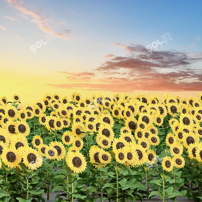  3D Sunflowers Model Collection 3D model image 3