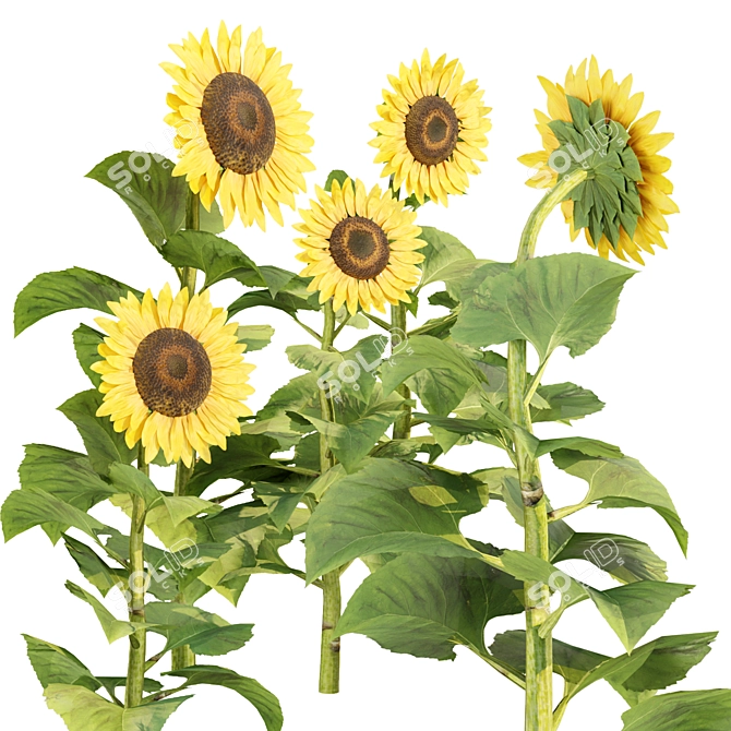  3D Sunflowers Model Collection 3D model image 4