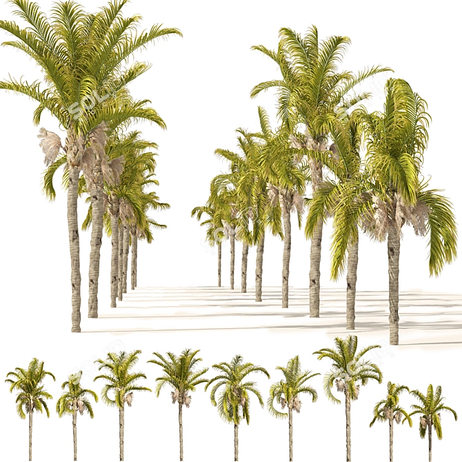 Exquisite Cocos Queen Palm Models 3D model image 1