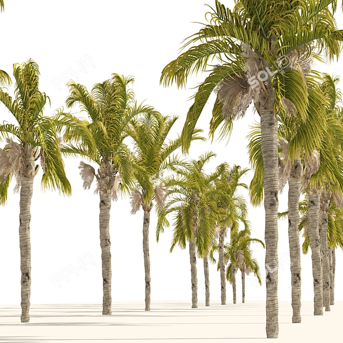 Exquisite Cocos Queen Palm Models 3D model image 2