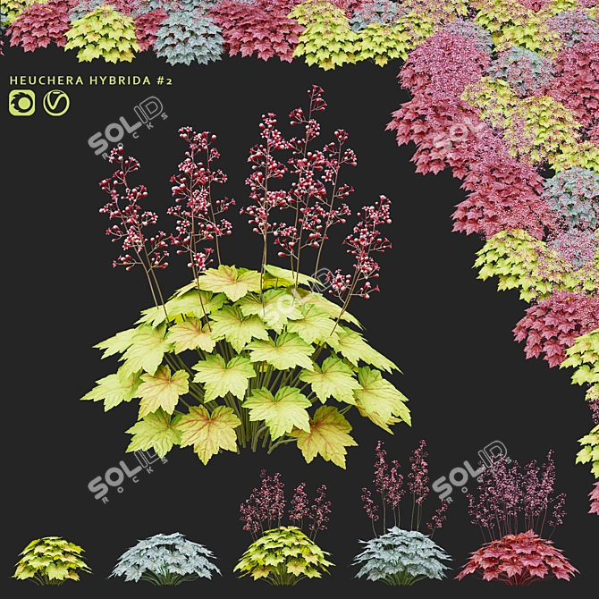 Hybrid Heuchera Flowers Collection 3D model image 1