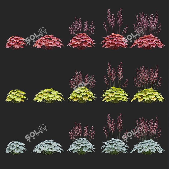 Hybrid Heuchera Flowers Collection 3D model image 2