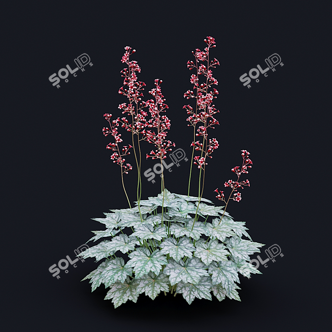 Hybrid Heuchera Flowers Collection 3D model image 7