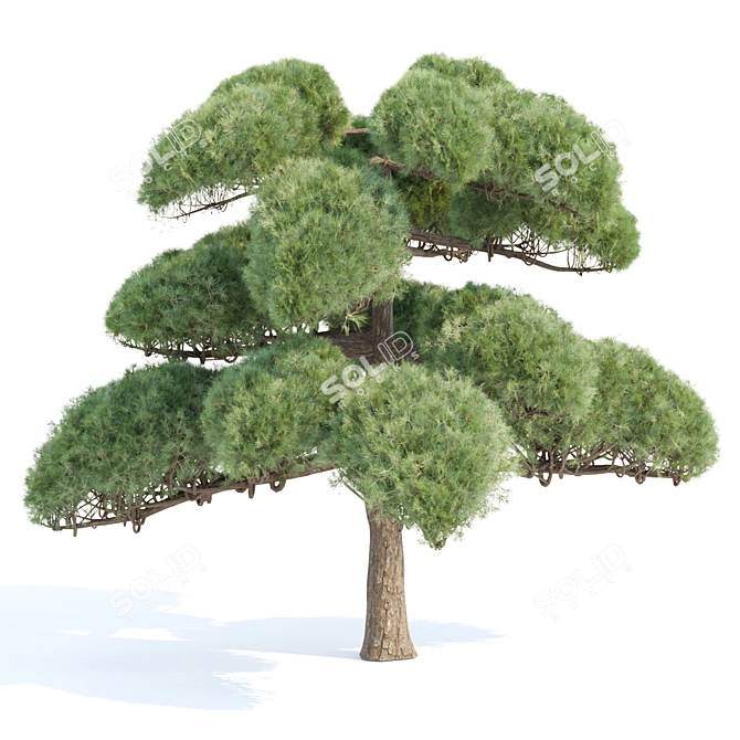 Poplar Trees Collection 3D Model 3D model image 4