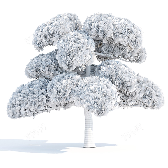 Poplar Trees Collection 3D Model 3D model image 5