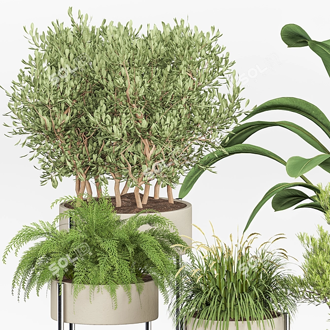 Blooming Indoor Plant Collection 3D model image 2