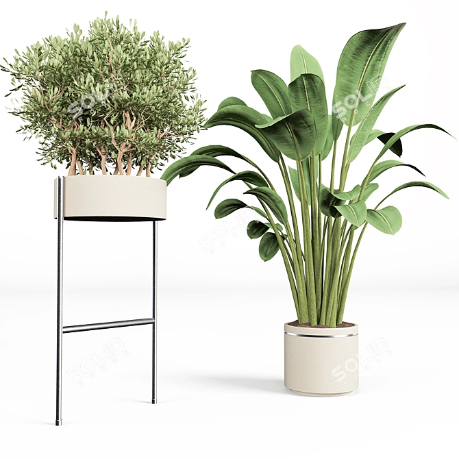 Blooming Indoor Plant Collection 3D model image 4