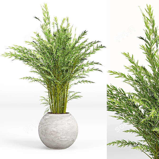 Modern Indoor Plant Set 09 3D model image 3