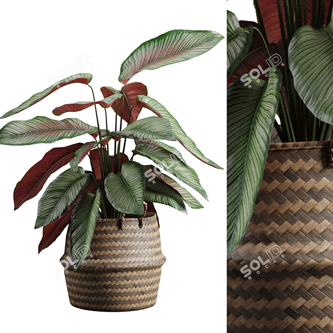 Exotic Calathea Ornata Plant Basket 3D model image 2