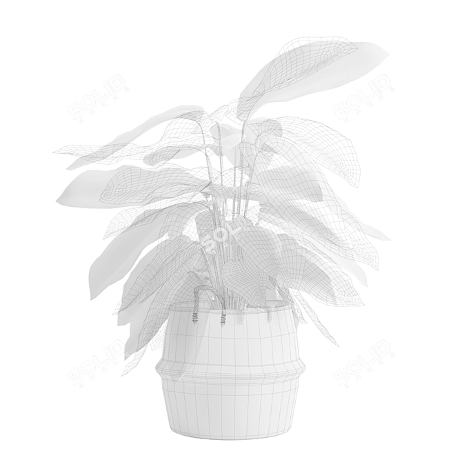 Exotic Calathea Ornata Plant Basket 3D model image 3