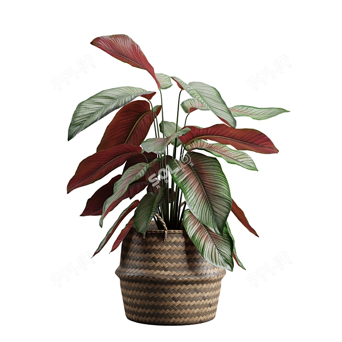 Exotic Calathea Ornata Plant Basket 3D model image 5