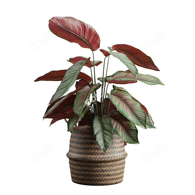 Exotic Calathea Ornata Plant Basket 3D model image 6