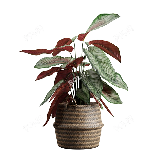 Exotic Calathea Ornata Plant Basket 3D model image 7