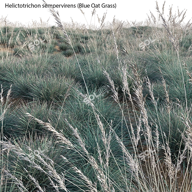 Versatile 3D Blue Oat Grass 3D model image 3