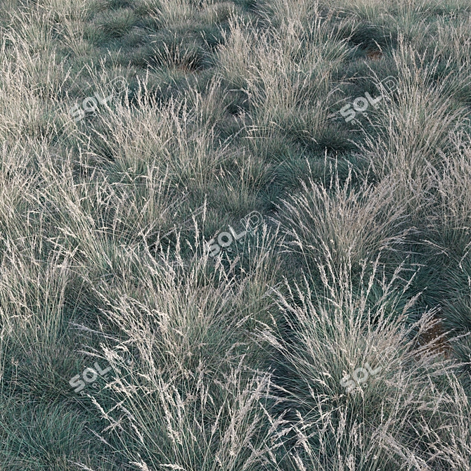 Versatile 3D Blue Oat Grass 3D model image 4