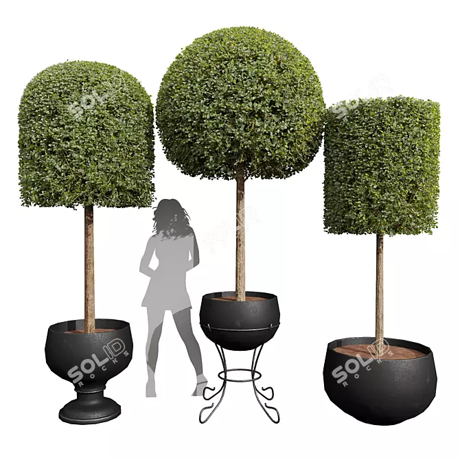 Ficus Concinna Bonsai Trio Set 3D model image 1