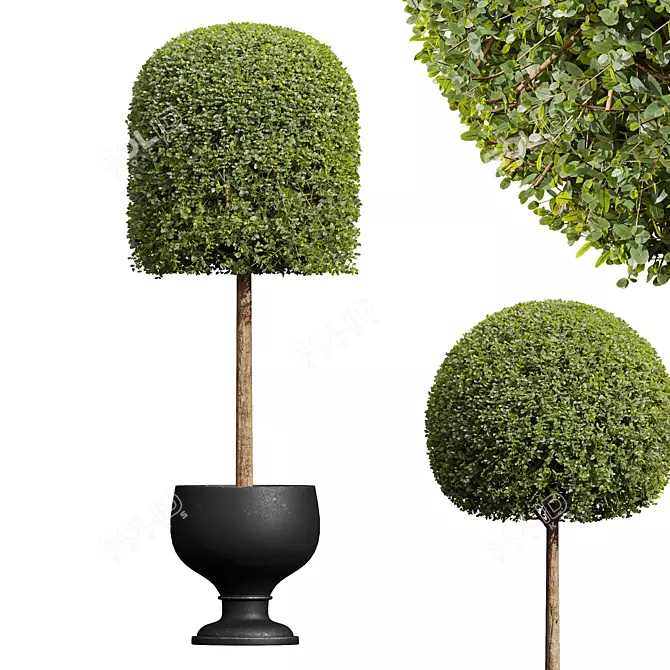 Ficus Concinna Bonsai Trio Set 3D model image 2