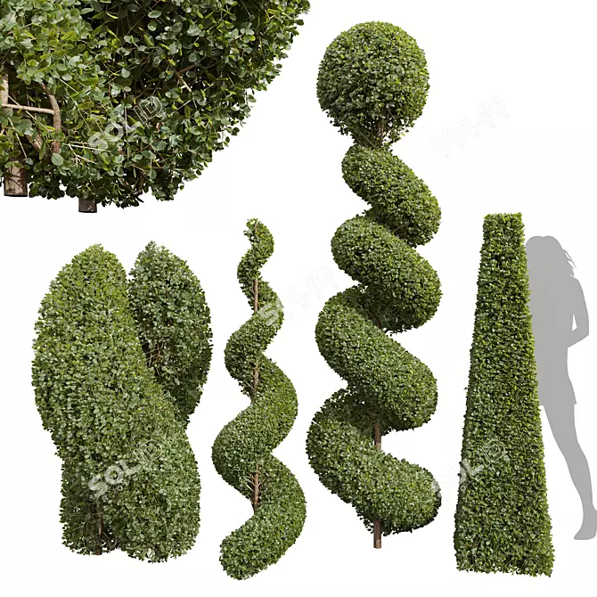 Bonsai Ficus Concinna Pruned Set 3D model image 1