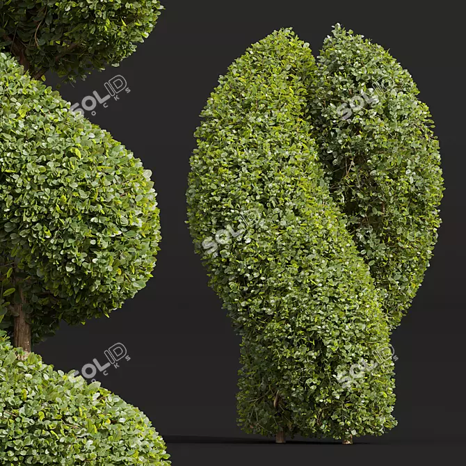 Bonsai Ficus Concinna Pruned Set 3D model image 2