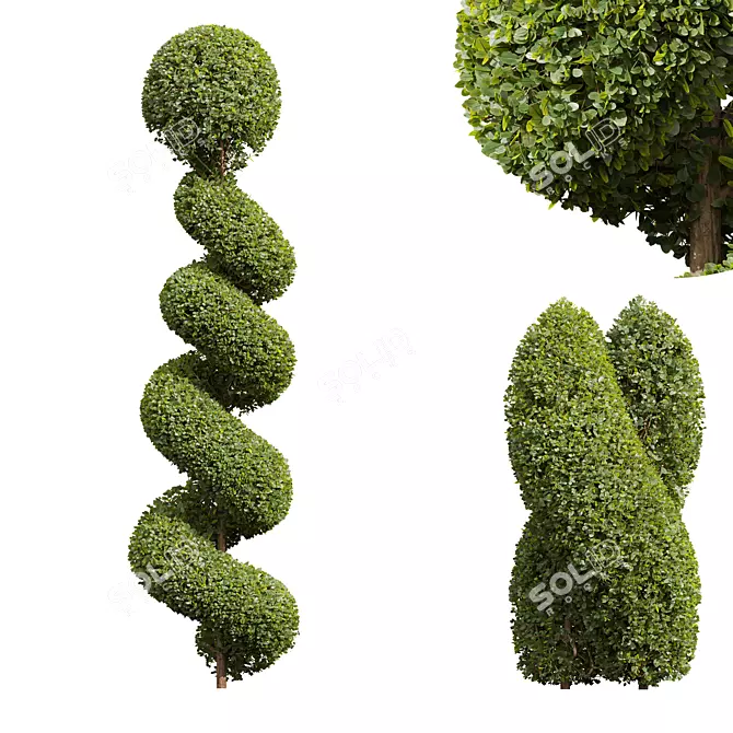 Bonsai Ficus Concinna Pruned Set 3D model image 3