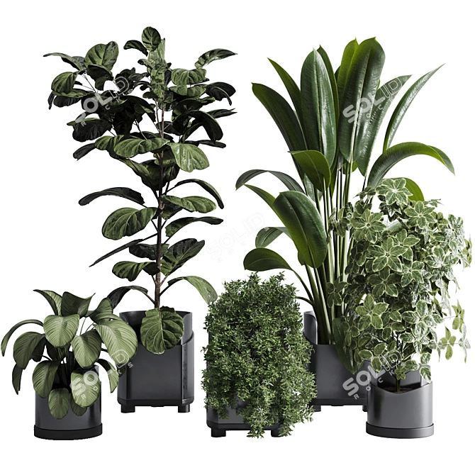 Tropical Ficus Plant Set 3D model image 1