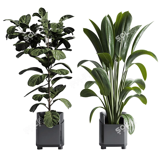 Tropical Ficus Plant Set 3D model image 2