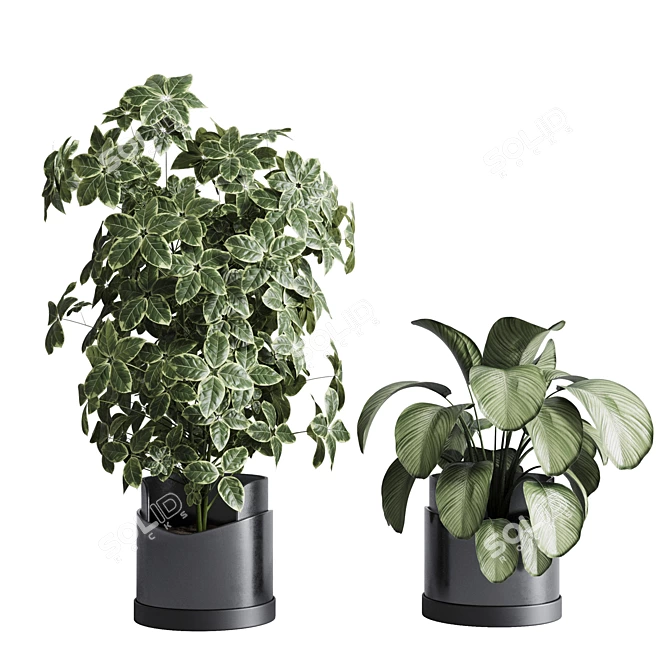 Tropical Ficus Plant Set 3D model image 3