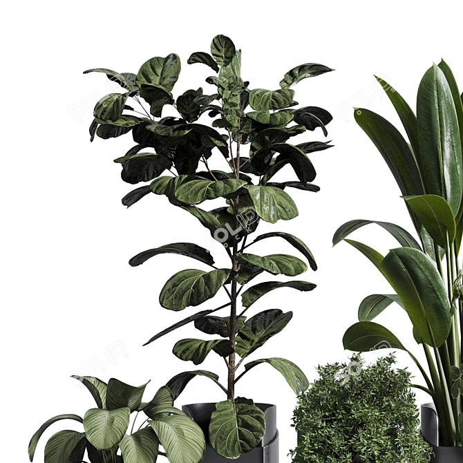 Tropical Ficus Plant Set 3D model image 4