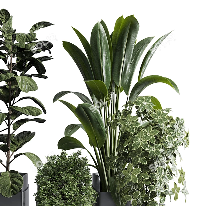 Tropical Ficus Plant Set 3D model image 5