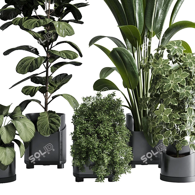 Tropical Ficus Plant Set 3D model image 6