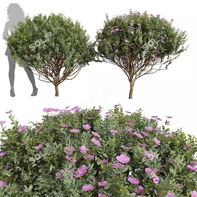 Zistrose Cistus Albidus Plant Decor 3D model image 1