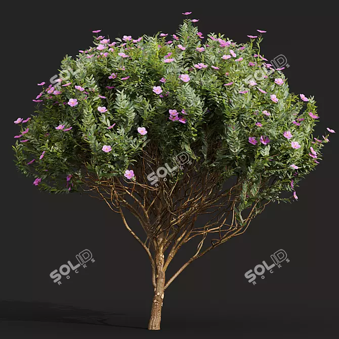 Zistrose Cistus Albidus Plant Decor 3D model image 2