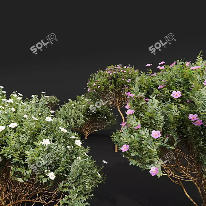 Zistrose Cistus Albidus Plant Decor 3D model image 3