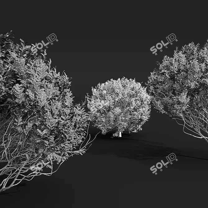 Zistrose Cistus Albidus Plant Decor 3D model image 5
