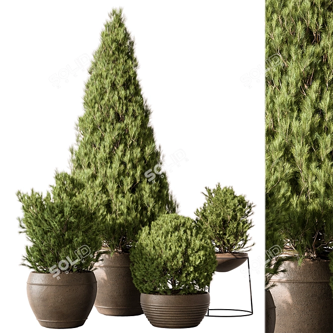 Pine Garden Plant Outdoor Green 3D model image 1