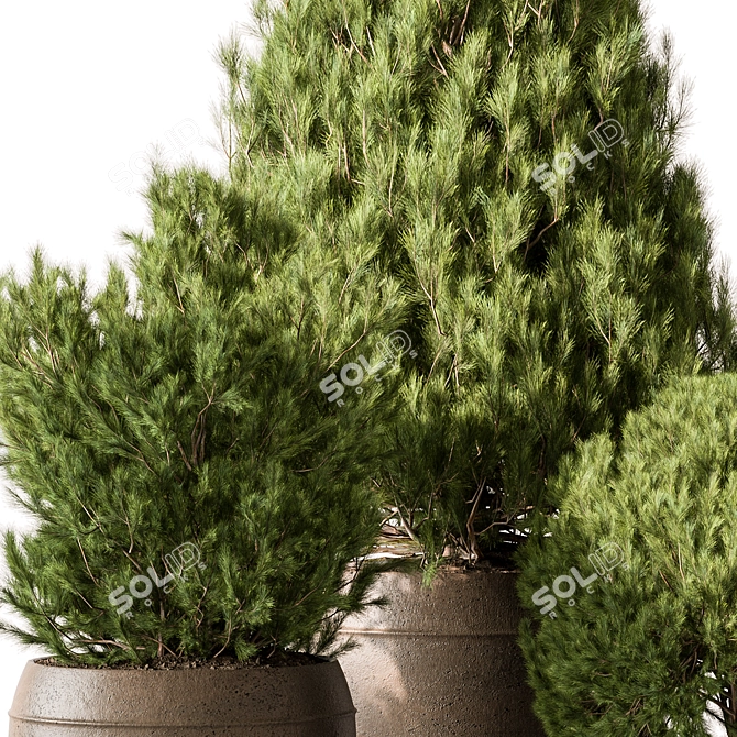 Pine Garden Plant Outdoor Green 3D model image 2