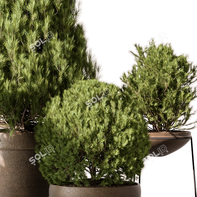 Pine Garden Plant Outdoor Green 3D model image 3