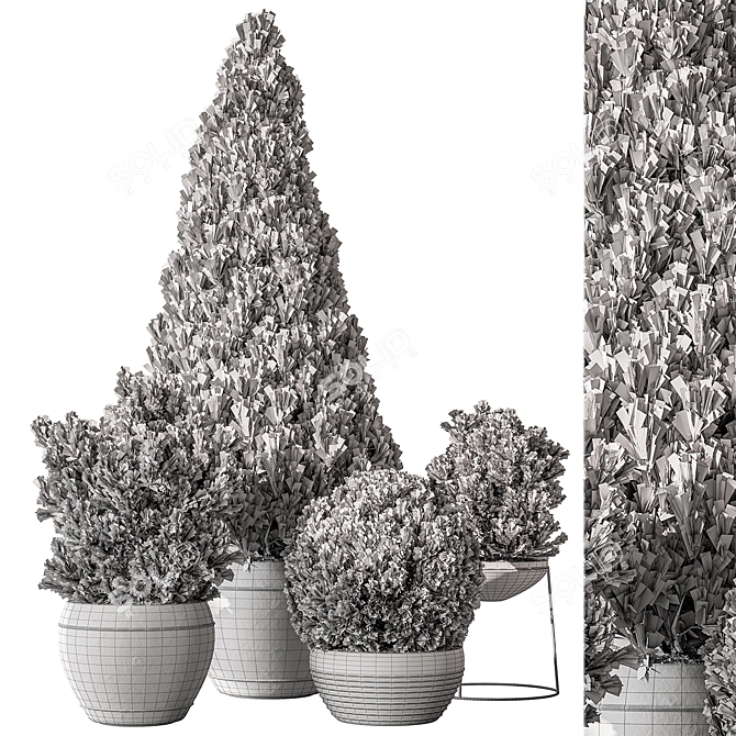 Pine Garden Plant Outdoor Green 3D model image 4