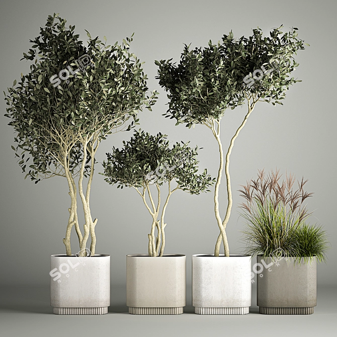 European Olive Tree Collection in Concrete Pots 3D model image 1