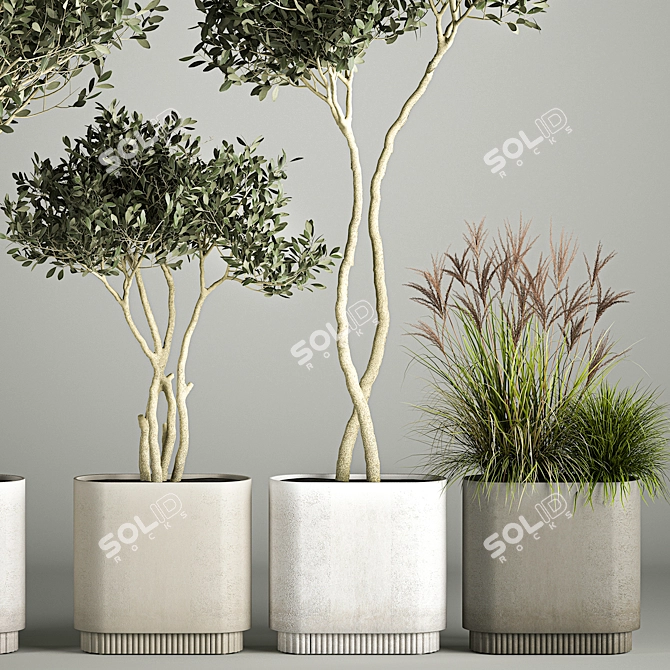 European Olive Tree Collection in Concrete Pots 3D model image 2