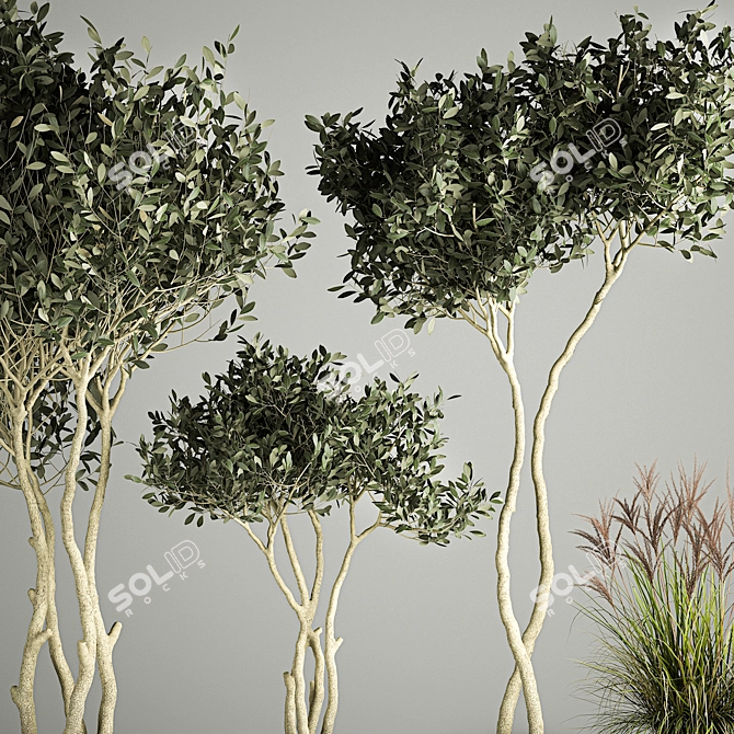 European Olive Tree Collection in Concrete Pots 3D model image 3