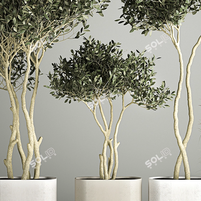 European Olive Tree Collection in Concrete Pots 3D model image 4