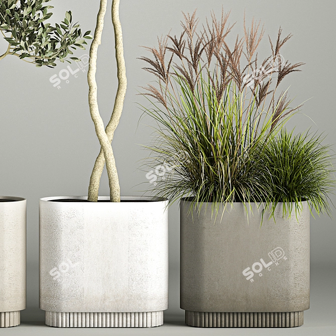 European Olive Tree Collection in Concrete Pots 3D model image 5