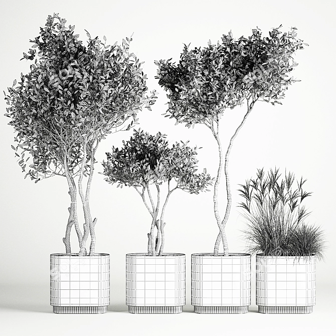 European Olive Tree Collection in Concrete Pots 3D model image 6