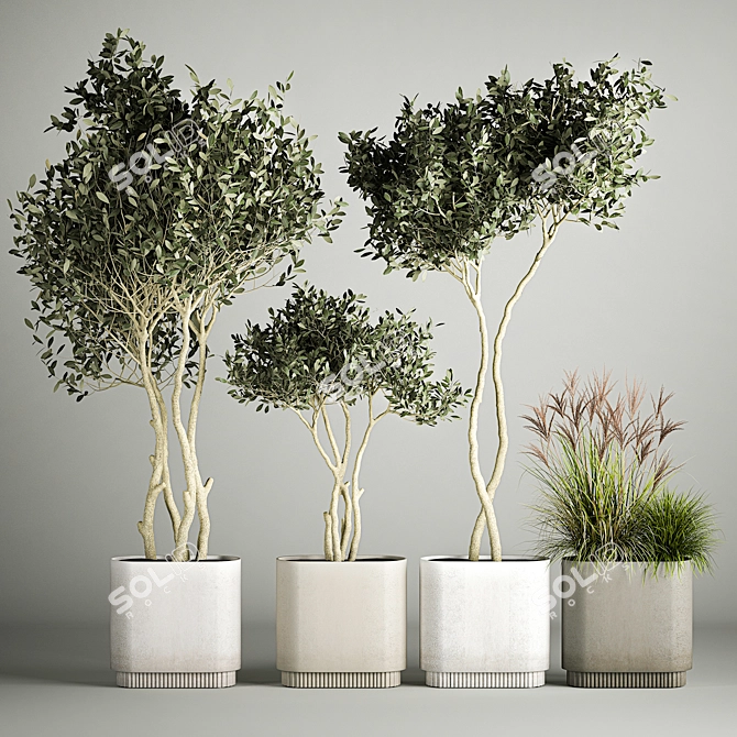 European Olive Tree Collection in Concrete Pots 3D model image 7