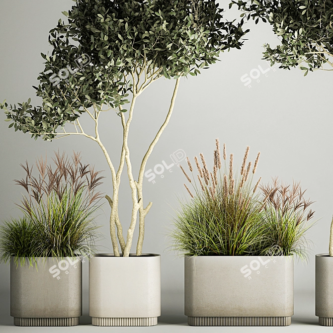 Olive Tree Collection for Decor 3D model image 2